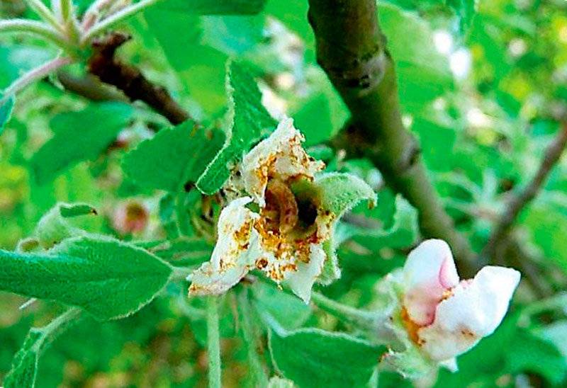 Причины появления яблоневого цветоеда, борьба химическими и народными средствами