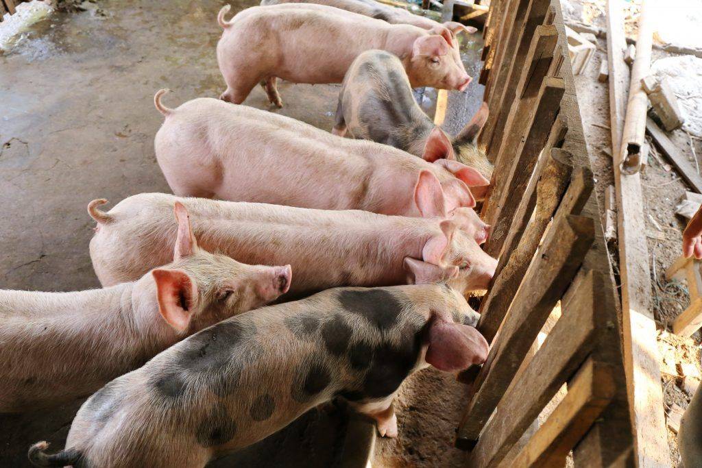 Как разводить свиней: описание и технология разведения поросят в домашних условиях