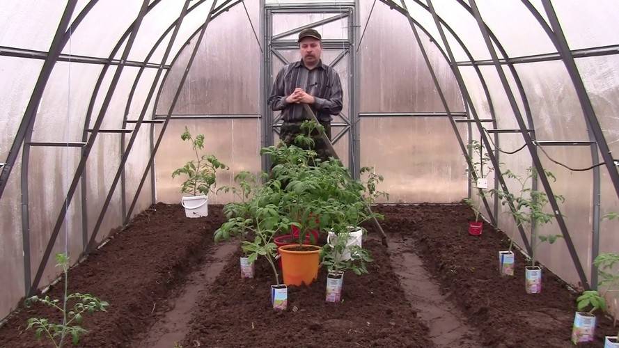 Посадка и уход за томатами в теплице из поликарбоната