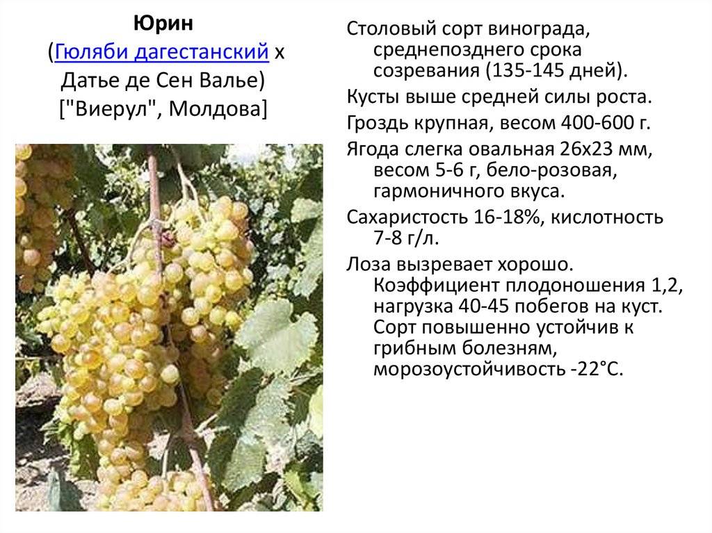 Виноград красотка - описание сорта, фото, отзывы