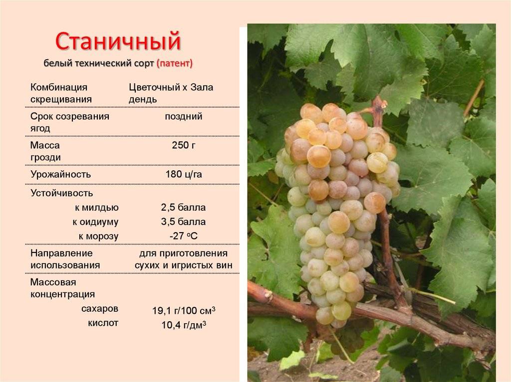 Виноград красотка – изысканный сорт