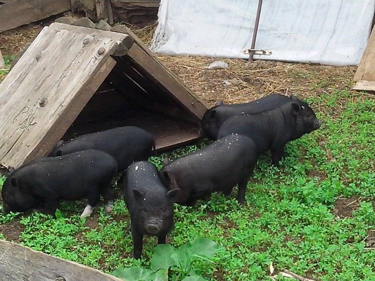 О разведении вьетнамских свиней в домашних услових для начинающего