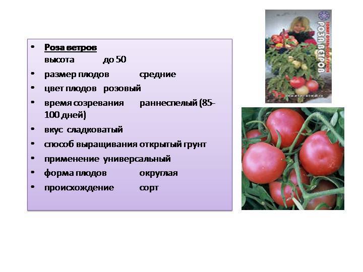 Томат роза ветров: характеристика и описание сорта. урожайность, фото и видео. отзывы огородников