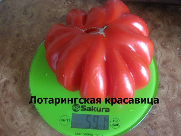 Характеристика томатов сорта «лотарингская красавица» и их описание