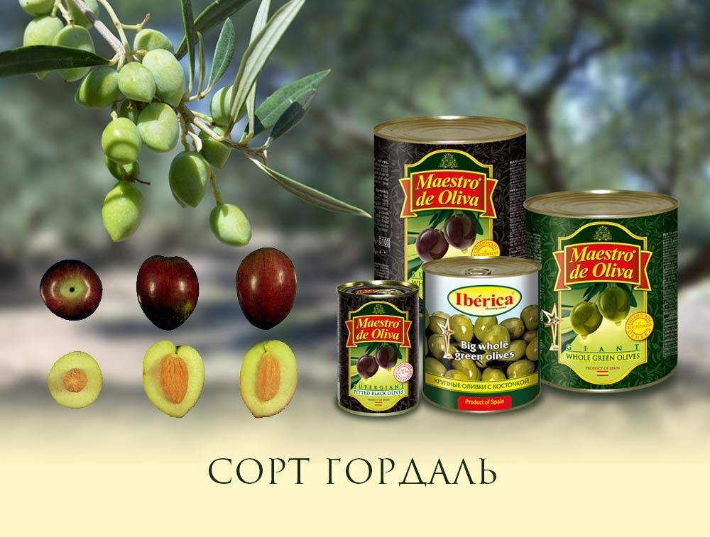 Список сортов оливок - list of olive cultivars - abcdef.wiki
