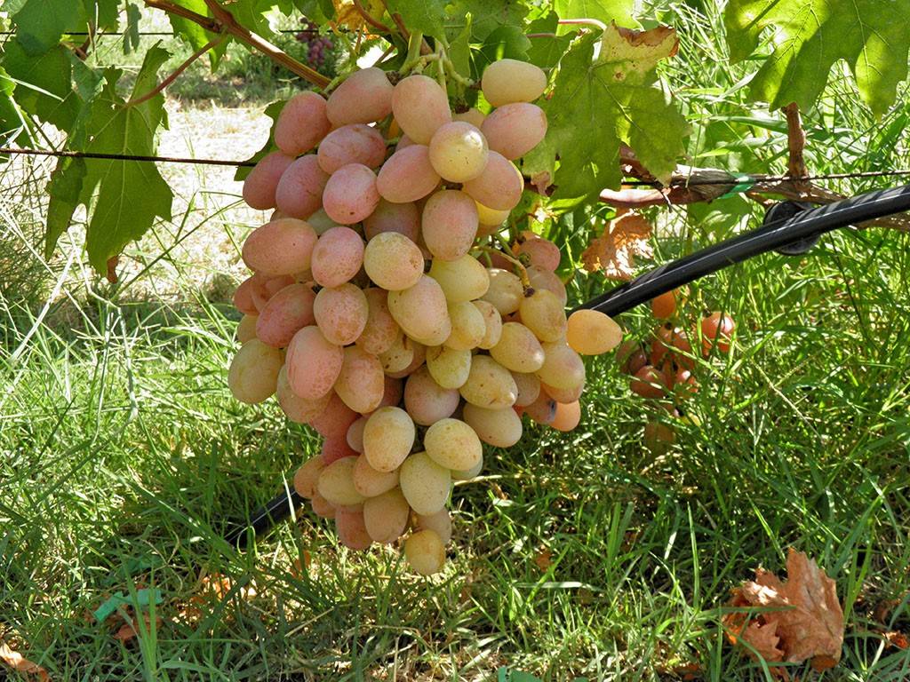 Виноград сорта анюта: подробное описание, фото и отзывы