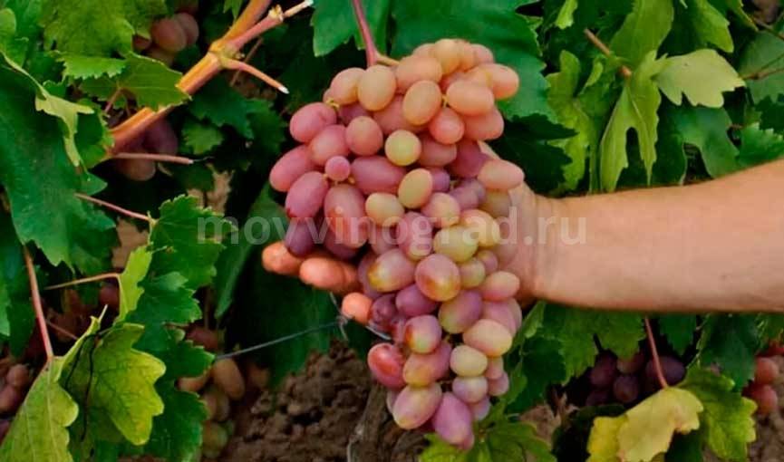 Выращиваем популярный скороспелый сорт винограда преображение