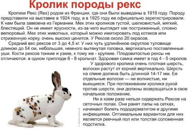 Описание и характеристика кроликов породы бабочка, правила содержания