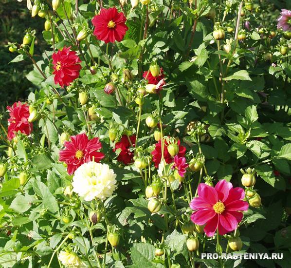 Однолетние георгины из семян и их выращивание рассадой - проект "цветочки" - для цветоводов начинающих и профессионалов