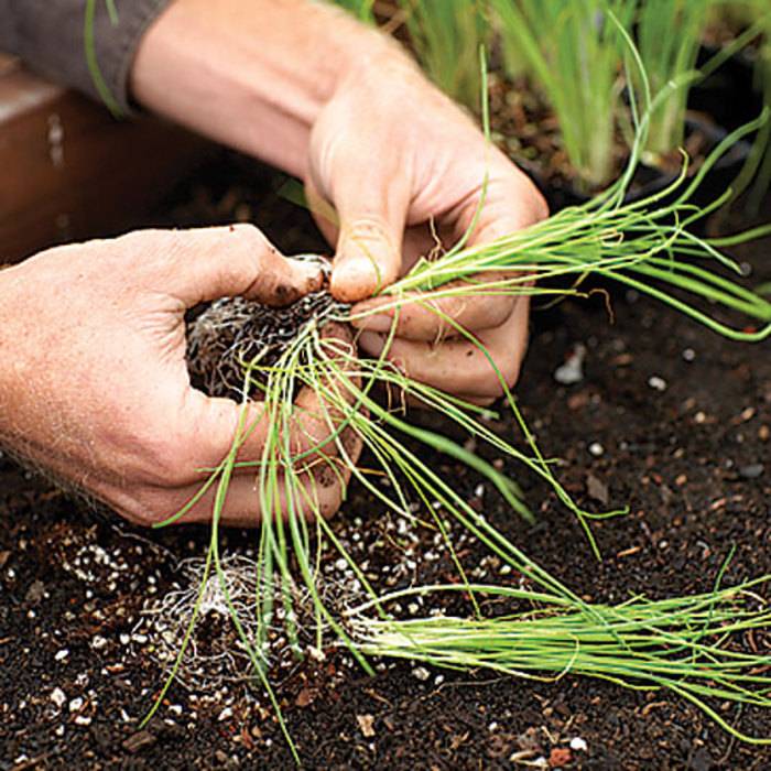 Выращивание лука-порея рассадой - посадка и уход пошагово | сайт о саде, даче и комнатных растениях.