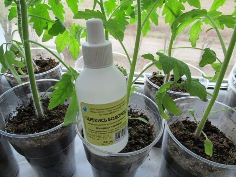 Супер средство для рассады помидоров перекись водорода