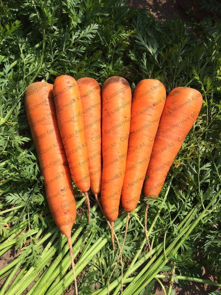 Морковь абако f1: характеристика и описание сорта, посадка и уход