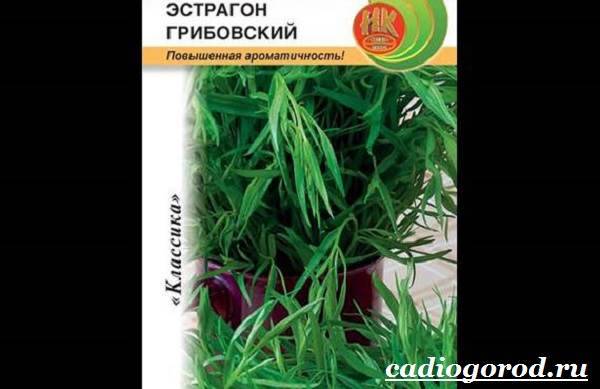 Трава тархун: полезные свойства и вред, тонкости применения, состав