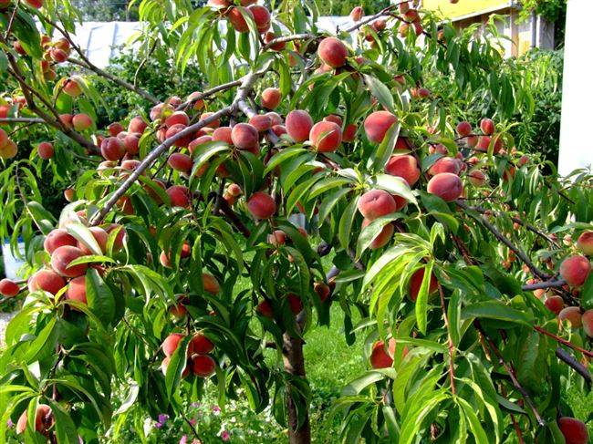 Персики и нектарины для подмосковья: 20 самых лучших сортов с описанием и фото