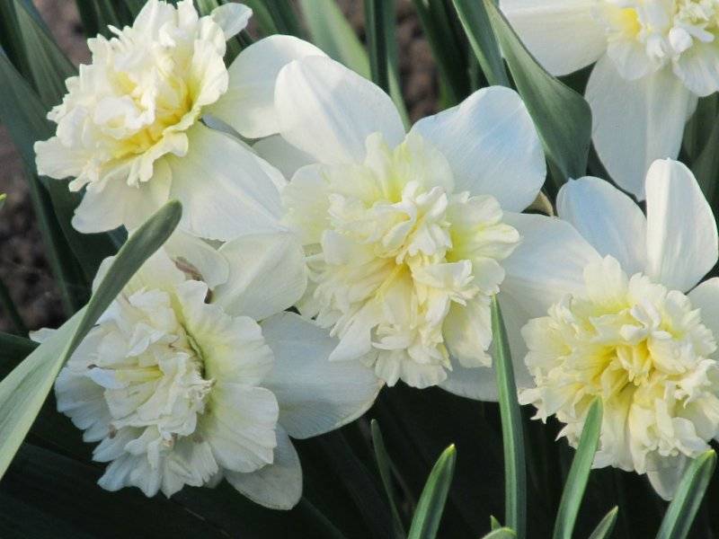 Нарцисс голден дукат: описание и характеристики сорта, посадка и уход, отзывы с фото