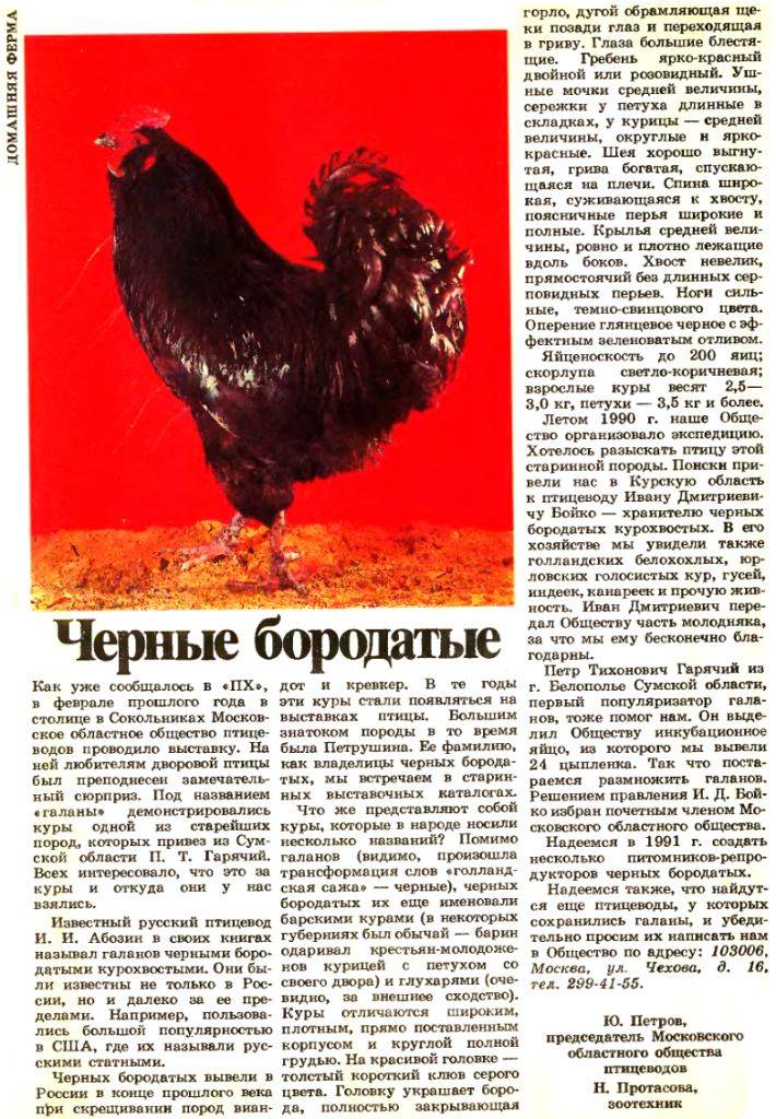 Бородатые куры порода. русская черная бородатая (галан): мясо-яичная порода кур