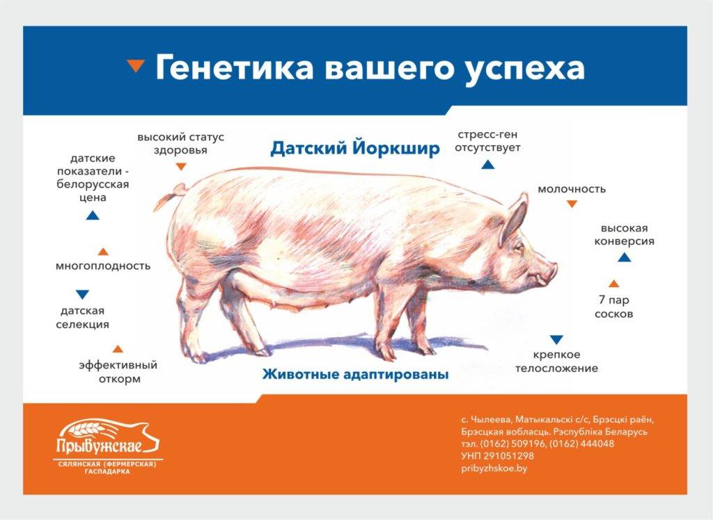 Крупная белая порода свиней: описание и характеристика, содержание и разведение