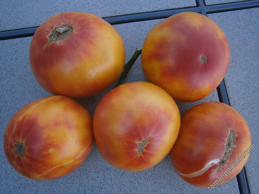 Томат грейпфрут — характеристика и описание сорта, фото, урожайность, выращивание, отзывы