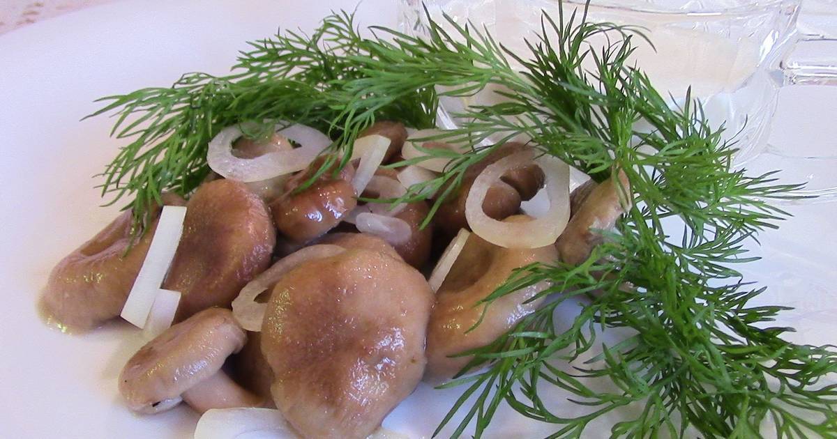 Горькушка — гриб iv категории, который можно солить