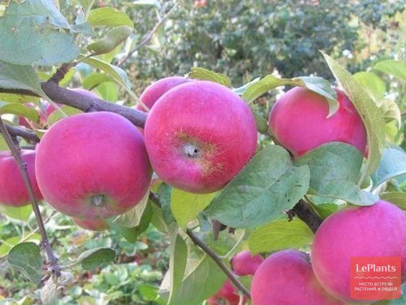 Яблоня смугляночка: особенности сорта и ухода
