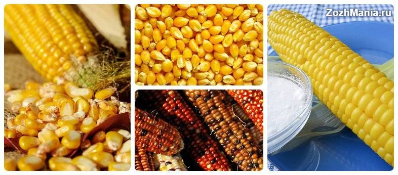 Кукуруза: польза и вред для здоровья, состав и пищевая ценность, чем полезны для организма рыльца, початки, зародыши, масло, ростки
