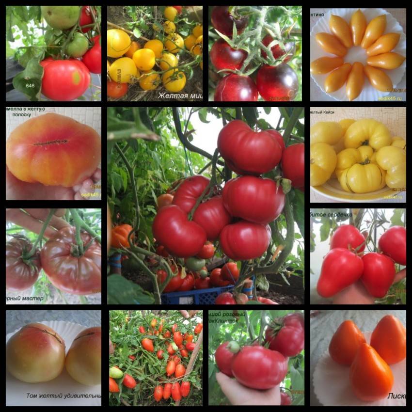 Лучшие сорта томатов. самые урожайные и вкусные помидоры на 2020 - 2020 год