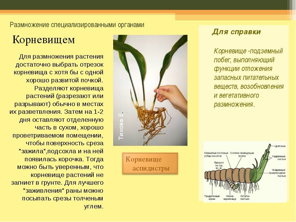 Как размножаются тюльпаны - аграрный справочник