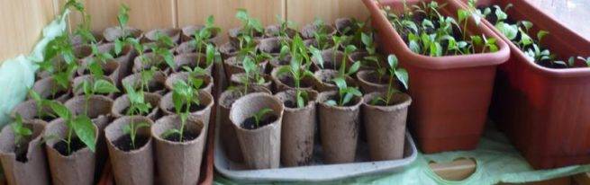 Торфяные горшочки для рассады: как пользоваться, плюсы и минусы, как высаживать и выращивать рассаду
