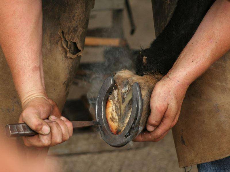 Больно ли лошадям когда их подковывают: как подковать лошадь в домашних условиях?