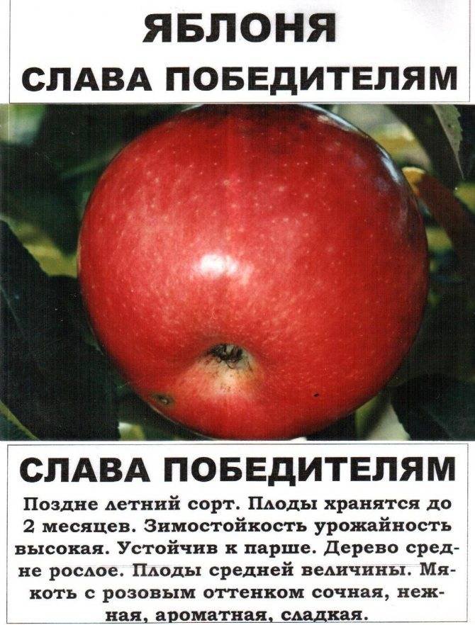 Описание сорта яблони победитель: фото яблок, важные характеристики, урожайность с дерева