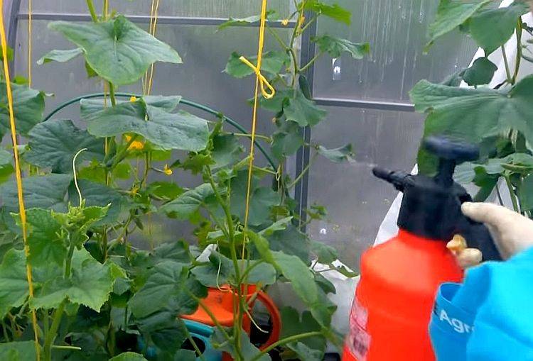 Как подкормить помидоры йодом и борной кислотой: когда необходима подкормка, рецепт приготовления раствора, видео