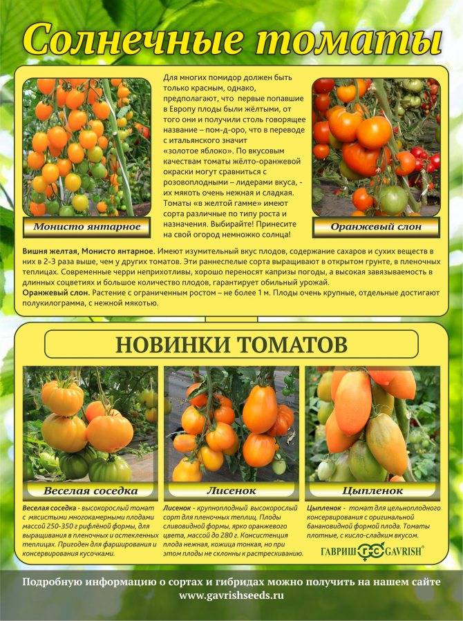 Томат веселый сосед: характеристика и описание сорта, урожайность с фото