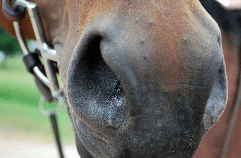 Мыт лошадей: возбудитель и симптомы, методы лечения и профилактика