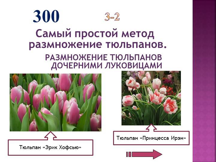 Семенной способ размножения тюльпанов - дневник садовода rest-dvor.ru
