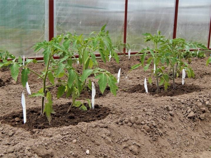 Как правильно сажать, выращивать и ухаживать за томатами в открытом грунте