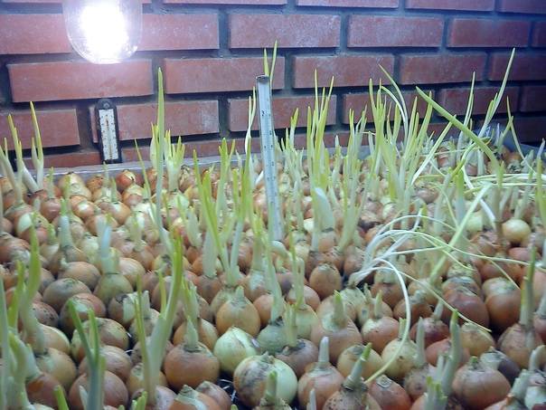 Выращивание репчатого лука из семян за один сезон: плюсы и минусы, подходящие сорта, грамотная агротехника