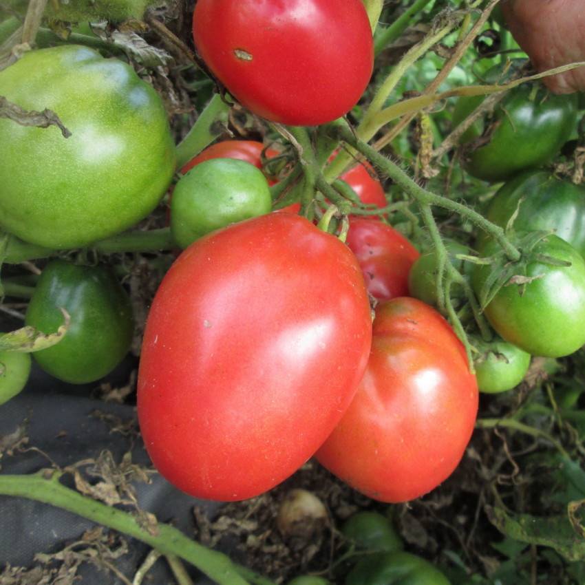 Лучшие сердцевидные сорта томатов