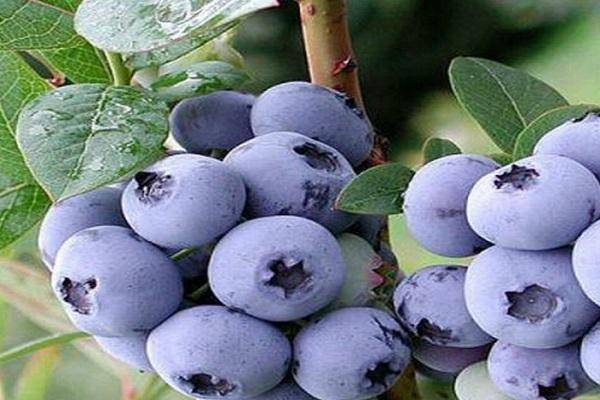 Голубика высокорослая чендлер (vaccinium corymbosum chandler) - плодово-ягодные деревья и кустарники - купить саженцы из питомников