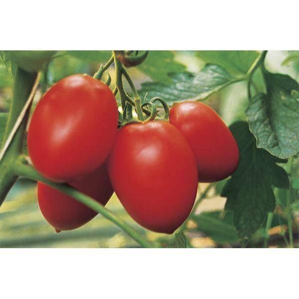 ✅ томат засолочное чудо характеристика и описание сорта - питомник46.рф