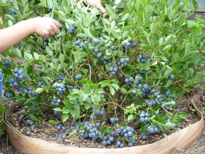 Сорт садовой крупноплодной голубики блюголд (bluegold): описание, сроки созревания, посадка и уход,фото