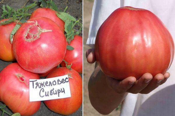 Тяжеловес сибири: описание сорта томата, характеристики помидоров, посев