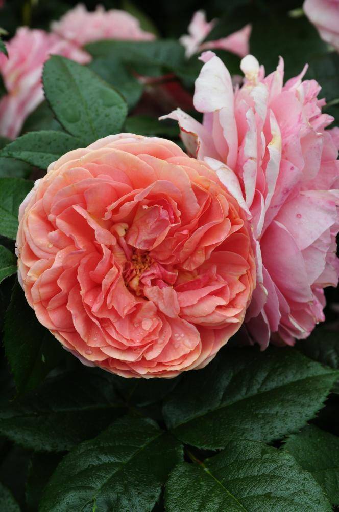Описание розы-шраб сорта чиппендейл: выращивание паркового цветка, как ухаживать