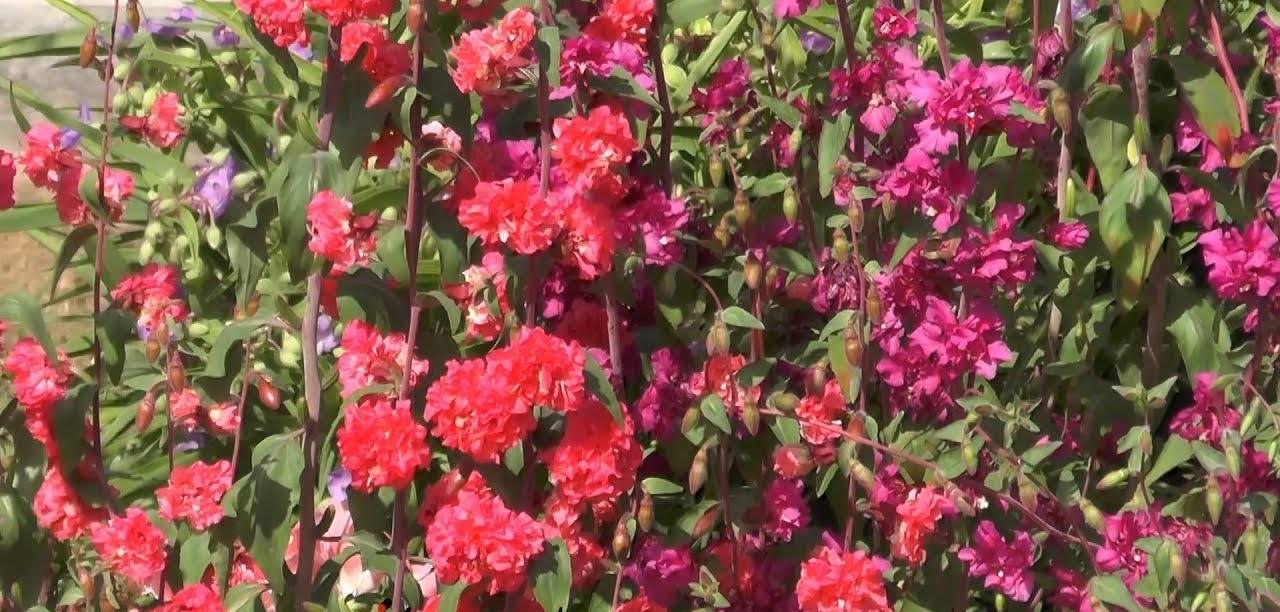 Цветы кларкия изящная и махровая: фото, выращивание из семян и уход