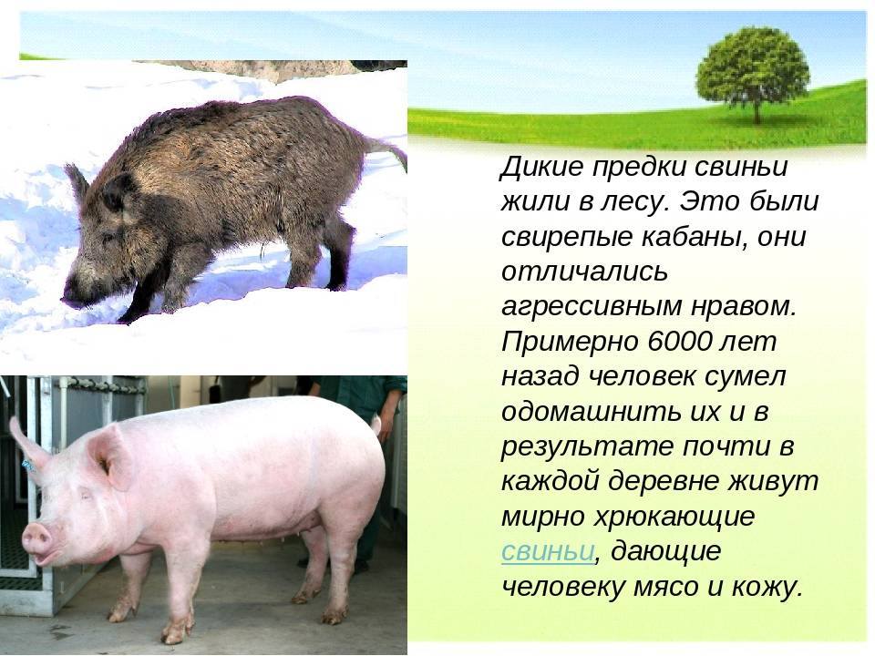 Сколько лет свиньи живут в домашних условиях и в дикой природе