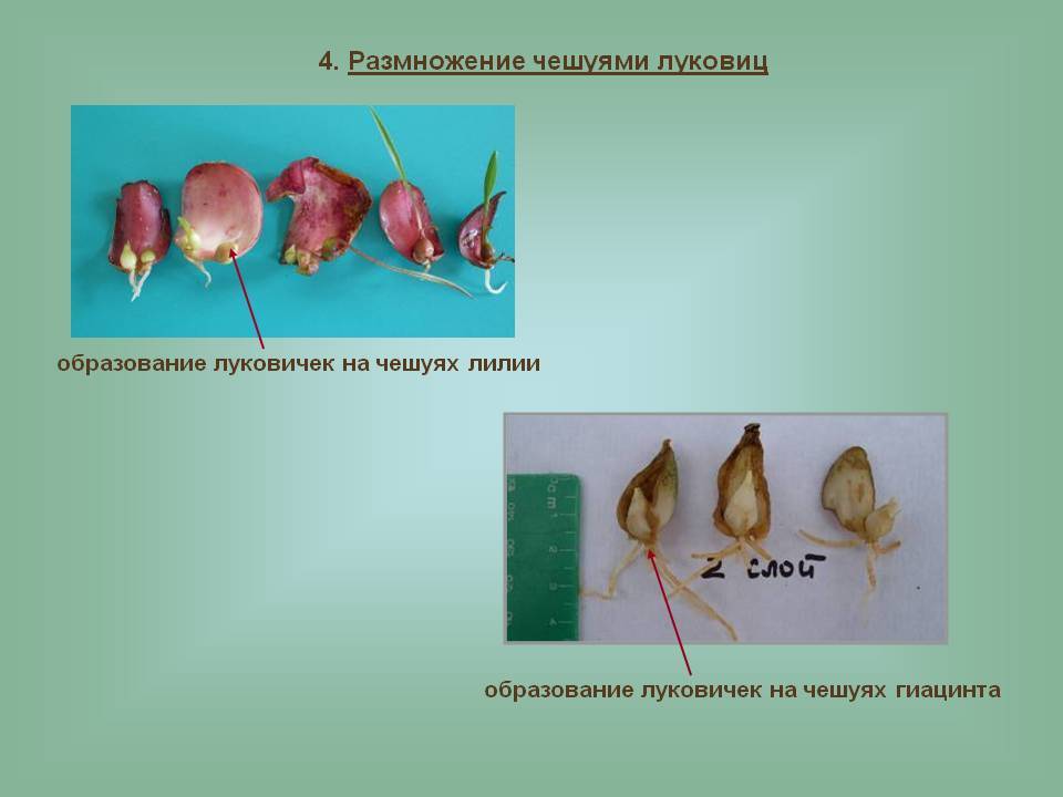 Способы размножения растений: вегетативное, половое и семенное размножение