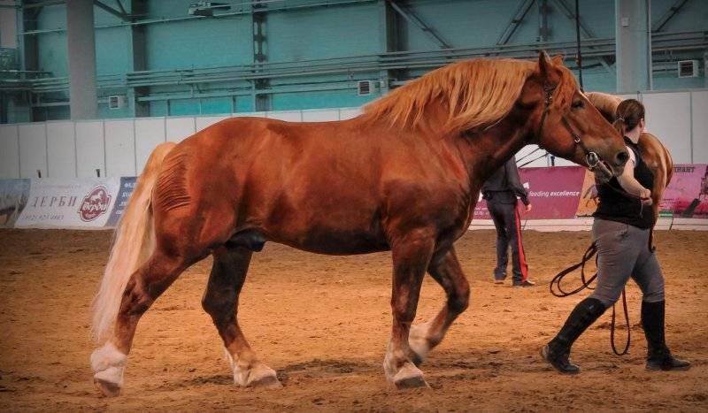 Русский тяжеловоз (порода лошадей): история, описание, характер, содержание и уход