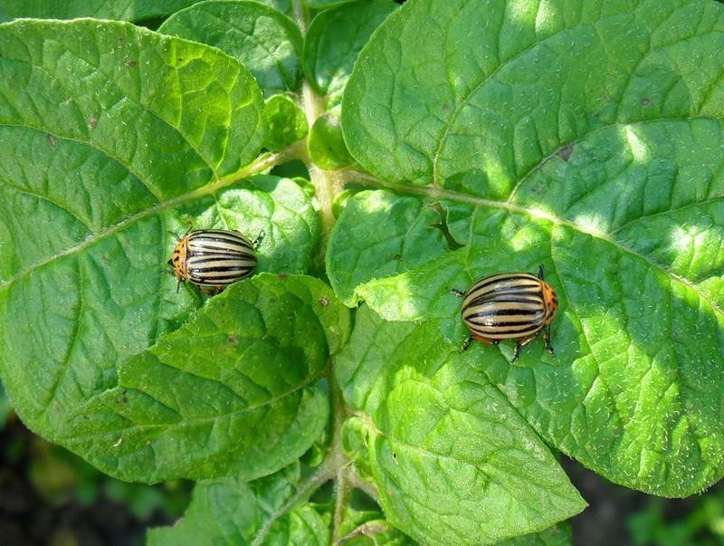 Горчица и уксус от колорадского жука: как применять средство, пропорции и пр