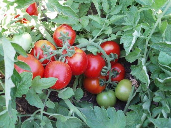 Томат шаста: описание сорта, выращивание и уход за растением с фото