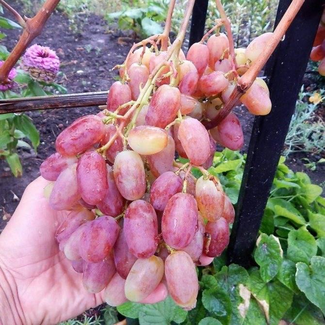 Описание и характеристики винограда сорта продюсер, посадка и выращивание