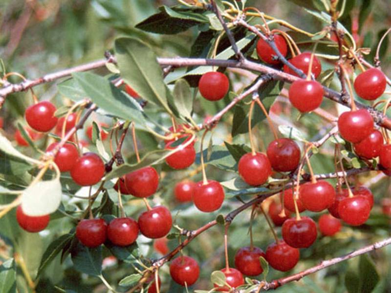 Сорт вишни ашинская: фото, отзывы, описание, характеристики